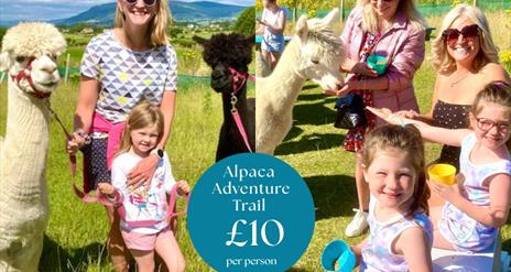Cranfield Alpacas - Summer Adventure Trail