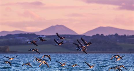 Brent Geese flying over Strangford Lough with Mournes on horizon