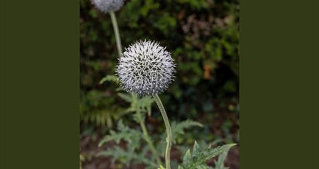 White ball like flower