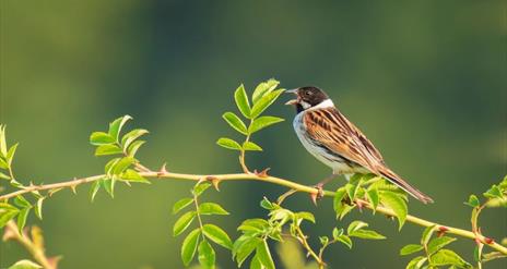 Dawn Chorus, bird on branch