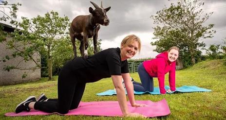 Goat Yoga