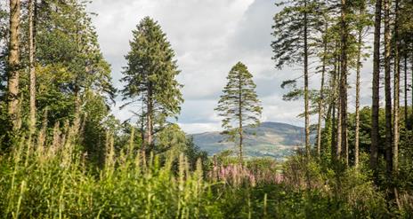 Trees at Slieve Gullion Forest Park