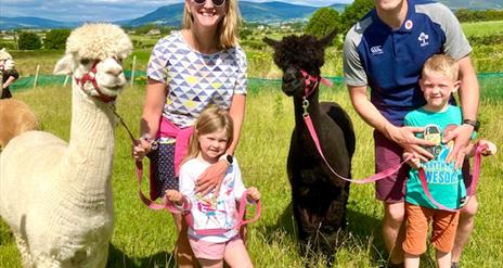 Cranfield Alpacas Field Walk