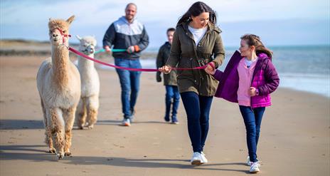 Cranfield Alpacas Family Beach Trek