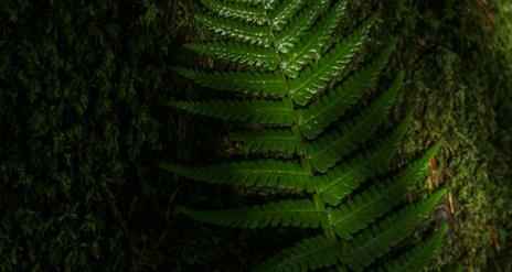 Fern leaf