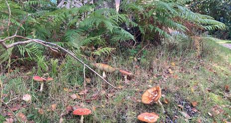 Foraging Funghi  in Finnebrogue Woods