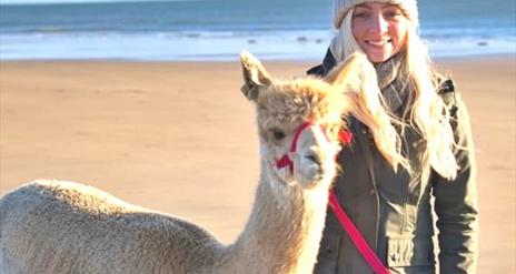 Festive Alpaca Beach Trek