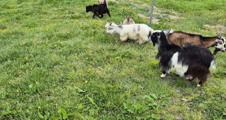 Goats in the Field