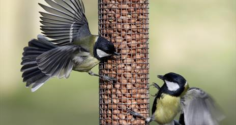 Birds Feeding