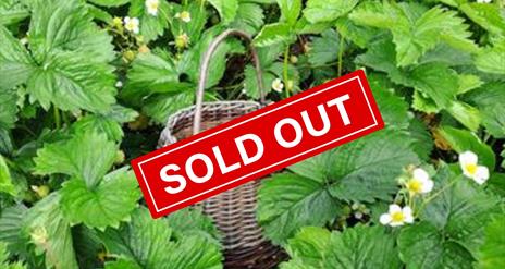 Forage for wild berries with your own hand woven basket