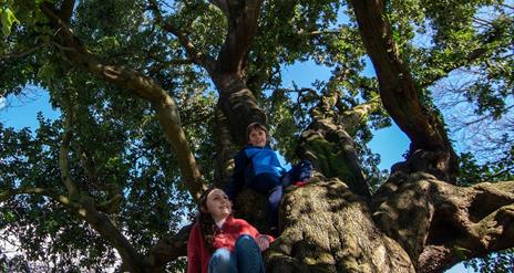 Old Holmer Tree in Kilbroney Park