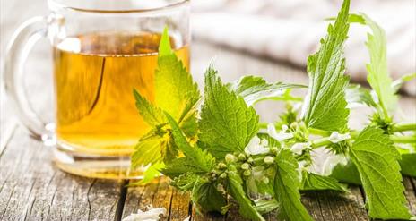 Nettle Tea