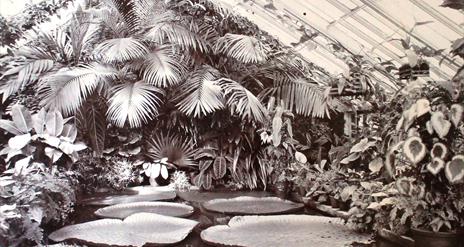A historical photograph showing a range of tropical plants planted in one of the greenhouses at Castlewellan Historic Demesne