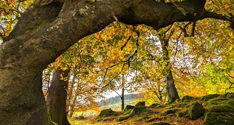 Nurturing Nature Retreat forest image