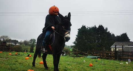 Donkey Rider with Pumpkin Head