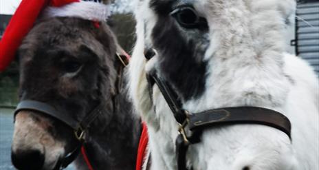Donkeys in Santa Hats