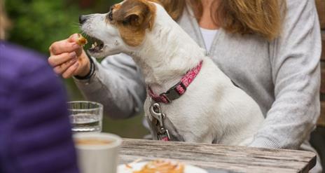 Jack Russell Terrier on a woman's lap sitting on a park bench. She is feeding him a piece of a cinnamon roll.
