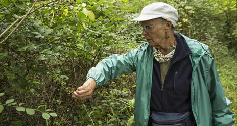 Lady picking berries from bush