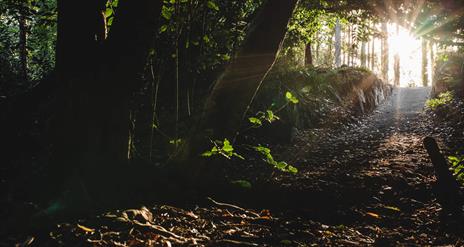 Leprechaun Treasure Trail