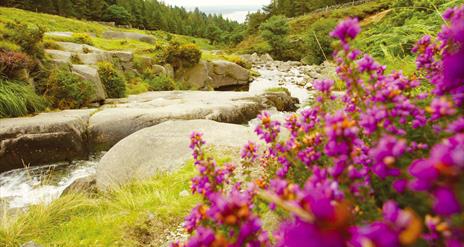 Donard Forest Newcastle
