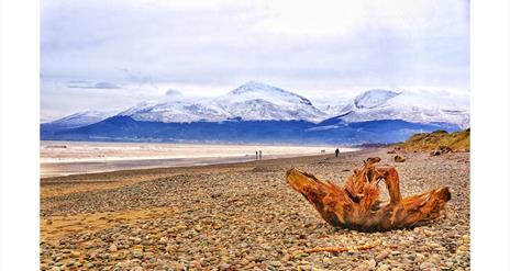 Murlough Driftwood by Evan Boyce WINNER