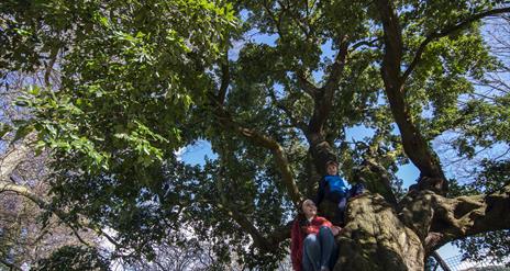 Children climbing on old homer, on the Tree Trail in Kilbroney Park