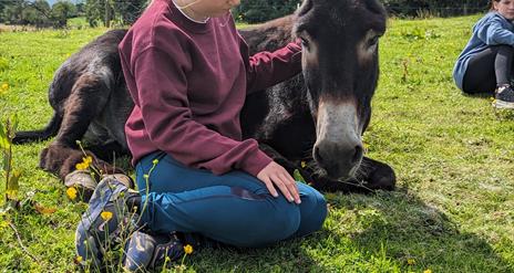 child with lying down donkey, Ballynahinch County Down