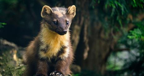 Pine martin sitting on a log