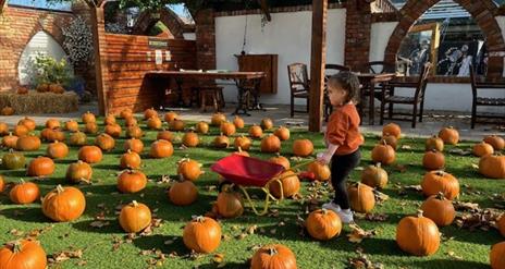Pumpkin Patch