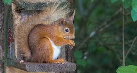 Red Squirrel