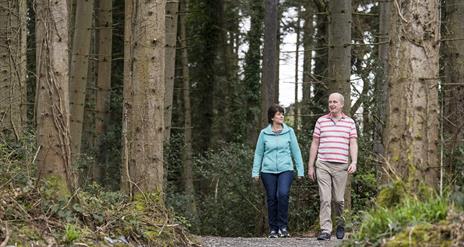 Tievenadarragh Wood