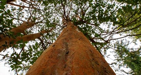 Photo taken looking up a tree trunk  at the canopy.