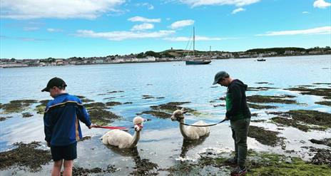 Strangford Bay Alpacas