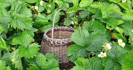 Forage for wild berries with your own hand woven basket