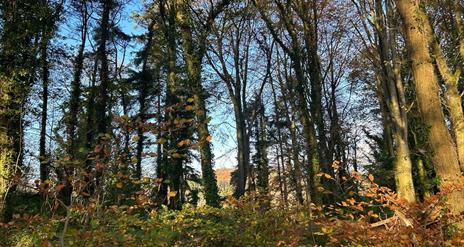 Image of trees