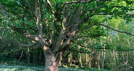 An oak tree in a forest