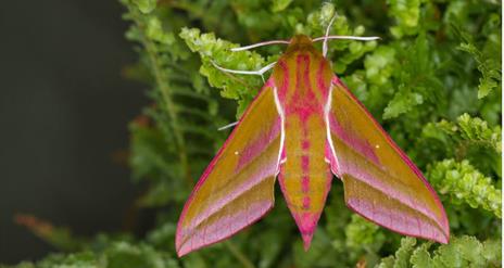 Elephant Hawk Moth