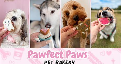 4 dogs with different types of doggy biscuits