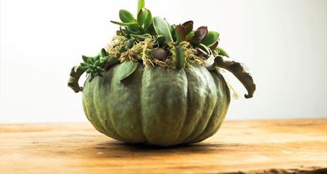 Pumpkin Succulent Planters