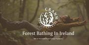 Forest Bathing in Castlewellan Forest Park