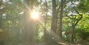 Forest bathing
