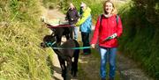 Cranfield Alpacas Beach trek