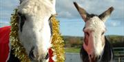 Donkeys in Festive Gear, Ballynahinch County Down