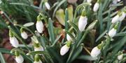 snowdrops