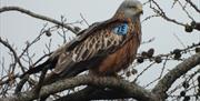 Red Kite perched on a tree against a grey winter sky.