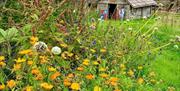 Flowers on Ballydugan Site