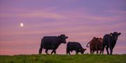 Cows with sunset in sky