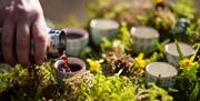 tea ceremony