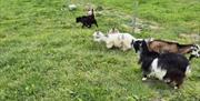 Goats in field