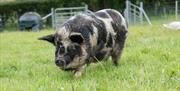 pig in field